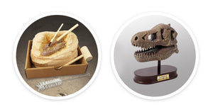 Dinosaurier-Schädelmuseum - Tyrannosaurus - tablude.com