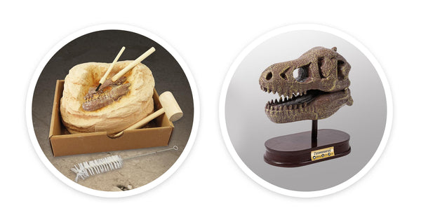 Dinosaurier-Schädelmuseum - Tyrannosaurus - tablude.com