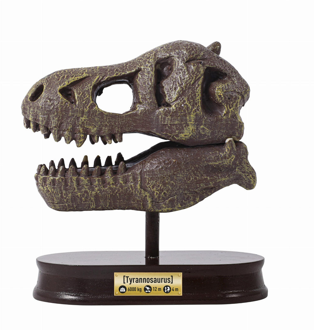 Dinosaurier-Schädelmuseum - Tyrannosaurus - tablude.com