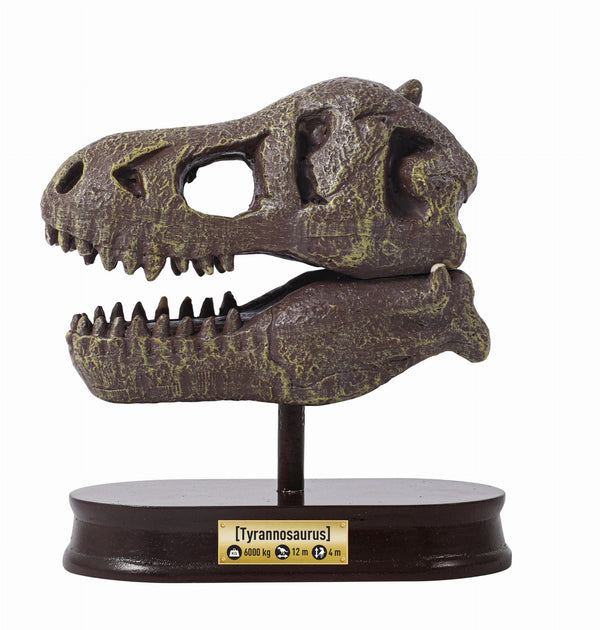Dinosaurier-Schädelmuseum - Tyrannosaurus - tablude.com
