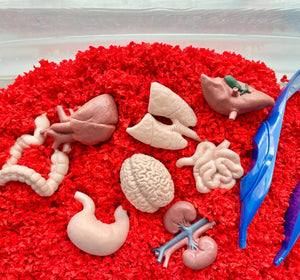 Figurenset in einer Tube TOOB – Innere Organe des Menschen - tablude.com