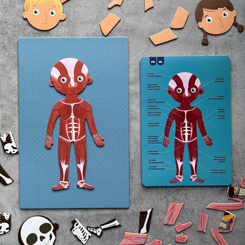 Magnetisches Puzzle – Der menschliche Körper - tablude.com