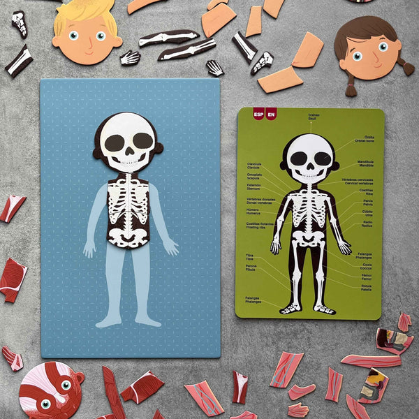 Magnetisches Puzzle – Der menschliche Körper - tablude.com