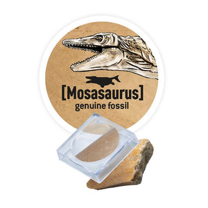 Kleiner Paläontologe - Brachiosaurus - tablude.com