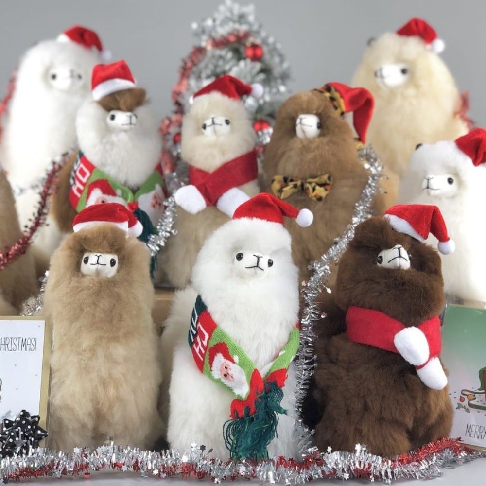 Eine Weihnachtsmannmütze für ein Alpaka