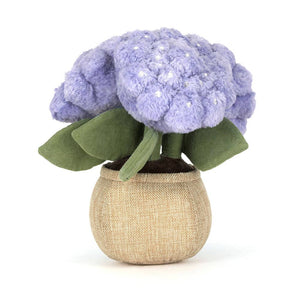 Amuseable Hortensie (24 cm)