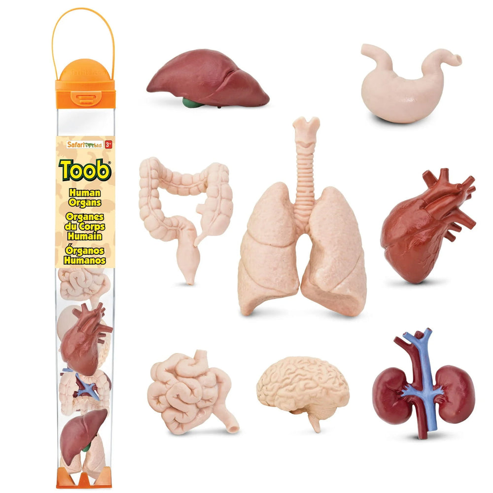 Figurenset in einer Tube TOOB – Innere Organe des Menschen - tablude.com
