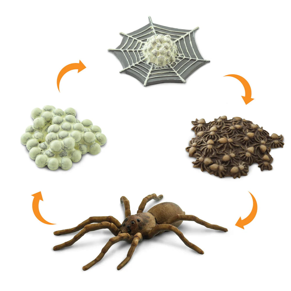 Figurenset Safariology - Der Lebenszyklus einer Spinne - tablude.com