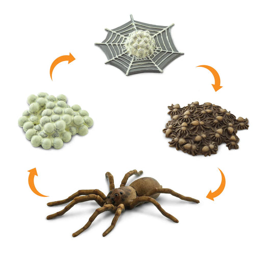 Figurenset Safariology - Der Lebenszyklus einer Spinne - tablude.com